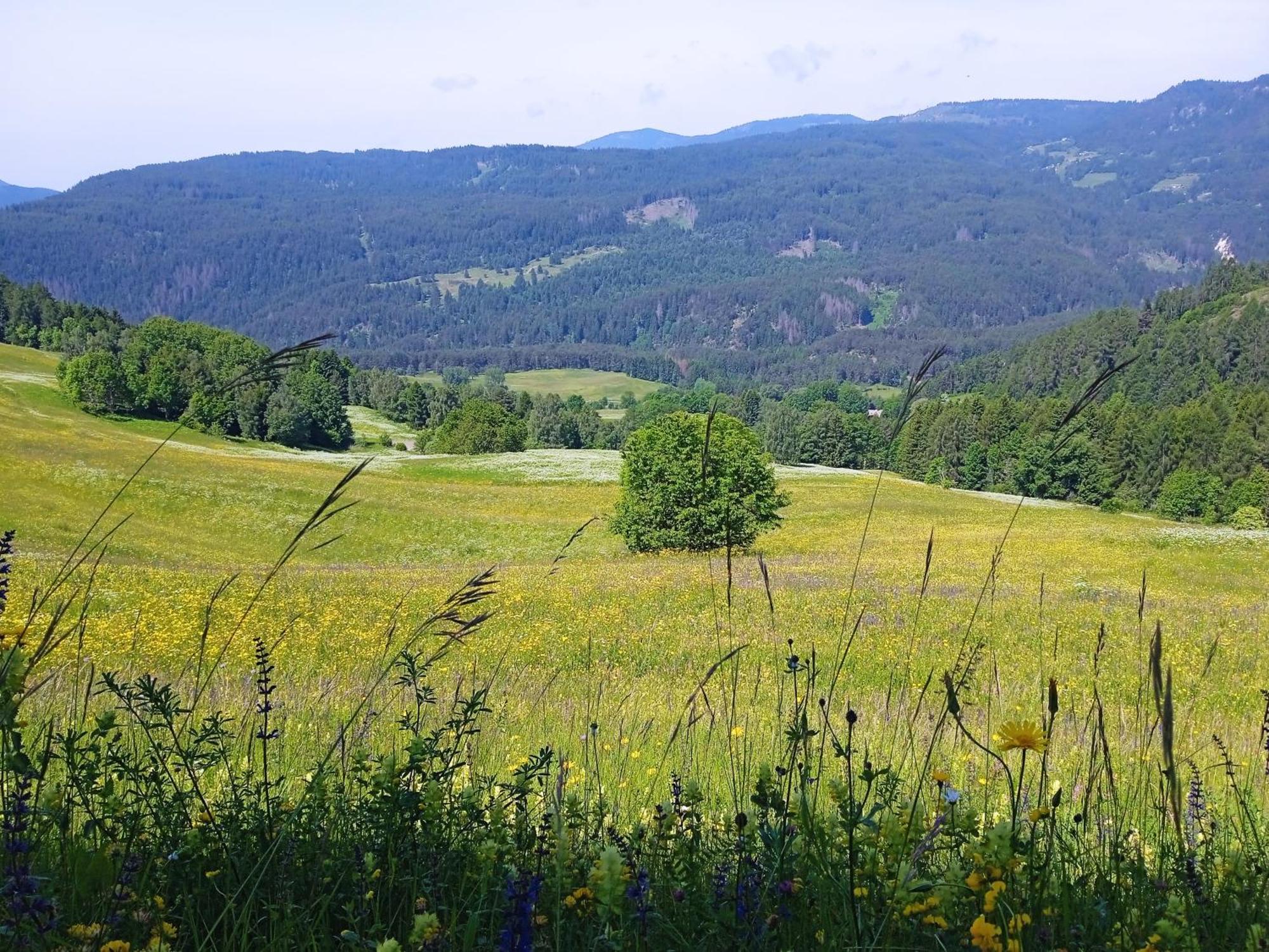 Appartamento Tiziana Val Di Fiemme Carano  Ngoại thất bức ảnh
